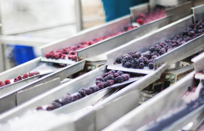 stock photo frozen red raspberries in sorting and processing machines 3392153272x